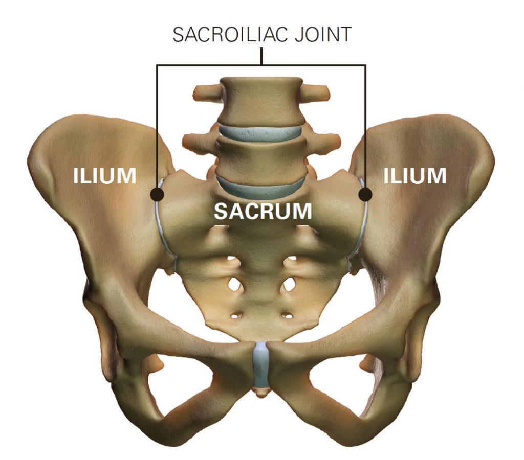 Si Joint | Pelvis and Hips